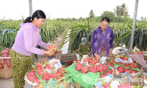 Người dân xã Tân Thuận Bình thu hoạch thanh long. Ảnh: MINH THÀNH