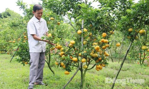 Nông dân xã Lai Vung tự hào với đặc sản quýt hồng quê nhà. Ảnh: PHAN KHÁNH