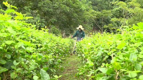 Anh Hoàng Minh Tiến đã có công việc ổn định sau 1 tháng trở về địa phương.