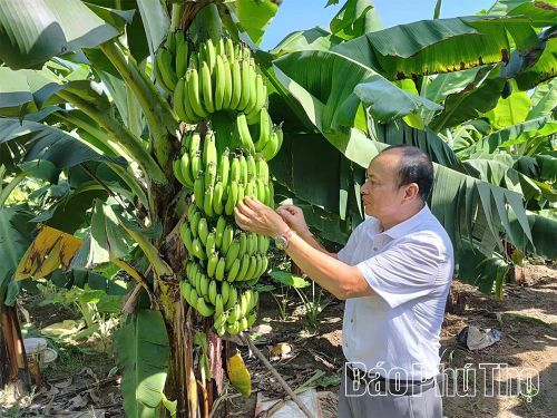 Chuối tiêu Bản Nguyên có mẫu mã đẹp, chất lượng đồng đều, đáp ứng nhu cầu thị trường.