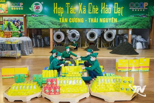 Với sự lãnh đạo của chi bộ, HTX chè Hảo Đạt (xã Tân Cương) đẩy mạnh phát triển vùng nguyên liệu, đổi mới công nghệ, mở rộng thị trường và du lịch trải nghiệm, từng bước nâng cao hiệu quả sản xuất, kinh doanh và giá trị thương hiệu.