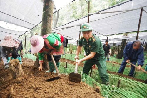 Không chỉ động viên tinh thần, Chỉ huy trưởng Ban Chỉ huy Bộ đội Biên phòng tỉnh Lai Châu còn trực tiếp cùng cán bộ, chiến sĩ và bà con đánh luống, trồng những cây sâm đầu tiên.