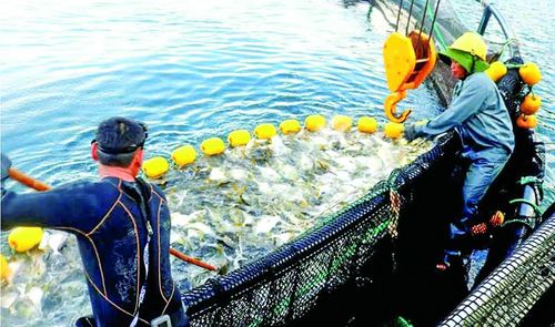 Tỉnh Khánh Hòa đã và đang đẩy mạnh nuôi biển công nghệ cao, nuôi biển quy mô công nghiệp