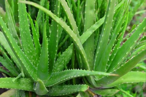 Mặc dù nha đam mang lại nhiều lợi ích. Ảnh minh họa.