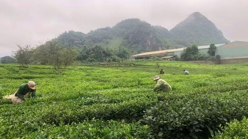 Nông dân xã Bình Thuận, tỉnh Sơn La thu hoạch chè.