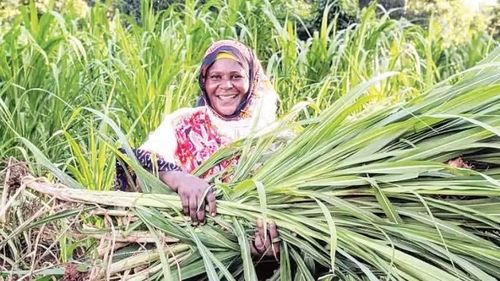 Nông dân thu hoạch vụ mùa ở Tanzania. (Ảnh: TÂN HOA XÃ)