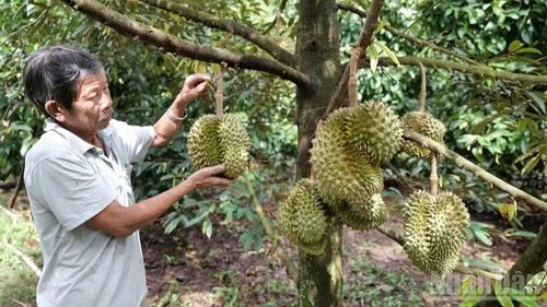 Những vườn sầu riêng lúc lỉu quả chín như cúi mình chào đón khách phương xa.