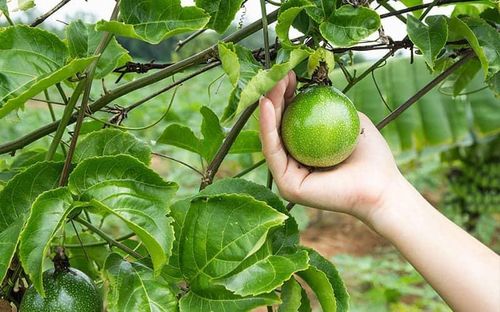 Bệnh viện khuyến cáo người dân không nên ăn quả chanh dây còn xanh.