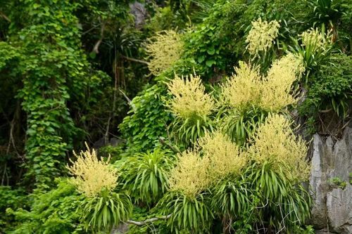 Phất dụ nở vàng rực trên núi đá Hạ Long.