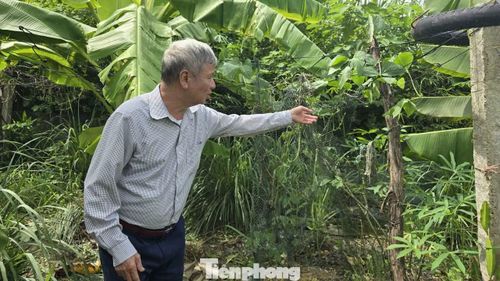 Ông Nguyễn Văn Minh, nguyên Trưởng xóm Giang Tiên chỉ vị trí khu đất xây dựng nhà máy nước sạch Giang Tiên
