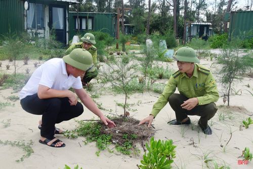 Lực lượng kiểm lâm Hồng Lĩnh - Nghi Xuân kiểm tra tình hình sinh trưởng của phi lao được trồng cách đây 4 tháng trên địa bàn xã Tiên Điền.