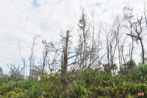 Những cánh rừng phòng hộ tan hoang sau bão ở ven biển xã Lộc Hà.