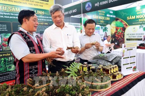 Giới thiểu sản phẩm Sâm Ngọc Linh đến với du khách. Ảnh: Trần Tĩnh - TTXVN