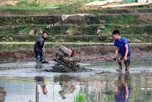 Tiếng máy cày vang khắp cánh đồng, hòa cùng nhịp lao động hối hả, báo hiệu một mùa vụ mới bắt đầu. Ảnh: Đức Thọ - TTXVN 