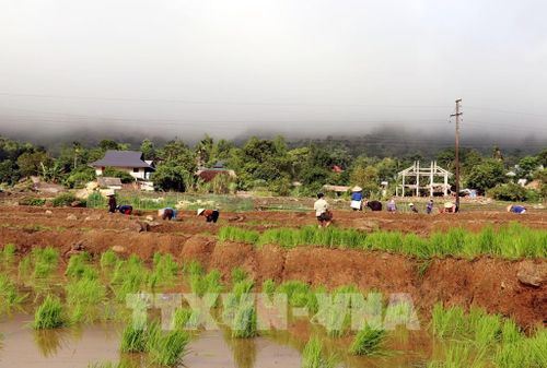 Giữa khung cảnh núi rừng hùng vĩ, người dân vùng biên Thanh Thủy (Tuyên Quang) rộn ràng xuống đồng cấy lúa vụ mùa. Ảnh: Đức Thọ - TTXVN 