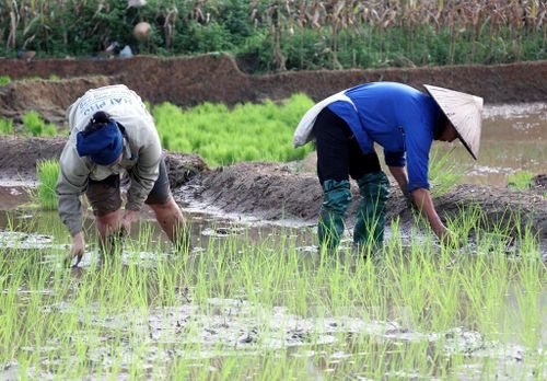 Người dân xã biên giới Thanh Thủy (Tuyên Quang) tranh thủ thời tiết thuận lợi xuống đồng cấy lúa vụ mùa, bảo đảm khung thời vụ. Ảnh: Đức Thọ - TTXVN 