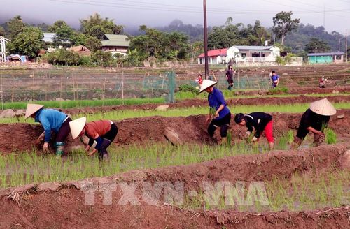 Người dân xã biên giới Thanh Thủy (Tuyên Quang) tranh thủ thời tiết thuận lợi xuống đồng cấy lúa vụ mùa, bảo đảm khung thời vụ. Ảnh: Đức Thọ - TTXVN 