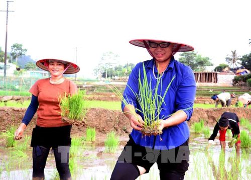 Tiếng cười nói rộn ràng của người dân Thanh Thủy (Tuyên Quang) vang trên những thửa ruộng bậc thang trong mùa cấy lúa vụ mùa. Ảnh: Đức Thọ - TTXVN 