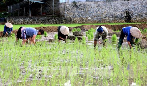 Người dân xã biên giới Thanh Thủy (Tuyên Quang) tranh thủ thời tiết thuận lợi xuống đồng cấy lúa vụ mùa, bảo đảm khung thời vụ. Ảnh: Đức Thọ - TTXVN 