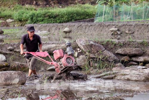 Tiếng máy cày rền vang khắp cánh đồng, hòa cùng nhịp lao động hối hả, báo hiệu một mùa vụ mới bắt đầu. Ảnh: Đức Thọ - TTXVN 