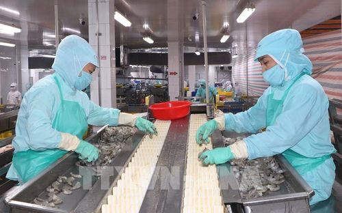 Cà Mau đặt mục tiêu sản lượng chế biến tôm đến năm 2030 đạt 710.000 tấn. Ảnh: Tuấn Phi - TTXVN