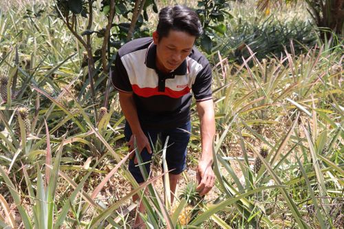 Ông Nguyễn Quang Vinh chăm sóc vườn dứa xen canh mang lại hiệu quả kinh tế cao trên đất đồi. Ảnh: HỮU ANH