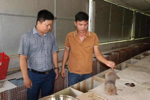 Mô hình nuôi dúi của anh Tô Văn Bình (bên phải) mang lại lợi nhuận nhờ tận dụng nguồn thức ăn tự nhiên. Ảnh: HỮU ANH
