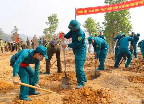 Xã Mường Ảng ra quân trồng cà phê, mắc ca năm 2026.