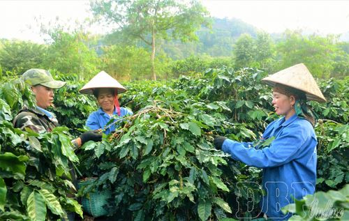 Người dân xã Mường Ảng thu hoạch cà phê.