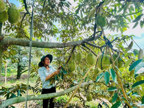 Sầu riêng Đa Mi giúp người dân nâng cao thu nhập cải thiện kinh tế