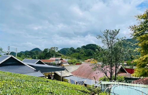 Những mái nhà của người Mông Pà Cò ẩn mình dưới tán lá rừng và bên những nương chè làm bừng lên cuộc sống văn hóa mới nơi đây.