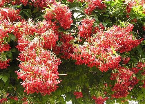 Khi được trồng đúng cách, cây có thể tạo thành những vòm hoa hoặc giàn leo rực rỡ, làm nổi bật mặt tiền ngôi nhà. Ảnh minh họa.