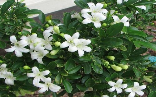 Cây nguyệt quế là loài cây cảnh được nhiều gia đình Việt yêu thích nhờ vẻ đẹp thanh thoát, hương hoa dịu nhẹ. Ảnh minh họa.