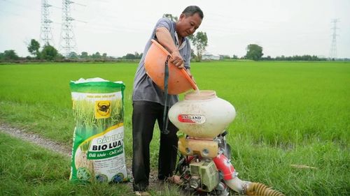  Ông Trầm Văn Thậm chuẩn bị bón phân Đầu Trâu Bio Lúa 1 cho ruộng lúa nếp IR4625 của gia đình, kỳ vọng cải tạo đất, giúp cây lúa phát triển khỏe ngay từ đầu vụ. 