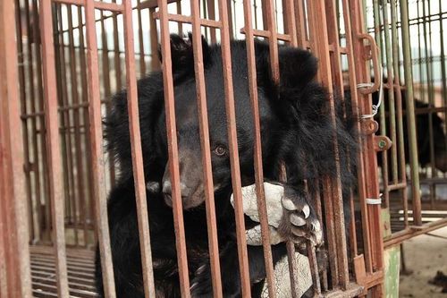 Hà Nội hiện còn 66 cá thể gấu được nuôi nhốt tại các hộ dân. Ảnh: CTV.