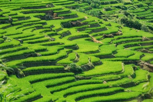 Ruộng bậc thang Y Tý trải dài theo sườn núi, tạo thành những dải vòng cung. Năm 2015, ruộng bậc thang thung lũng Thề Pả (thuộc xã Y Tý) được Bộ Văn hóa, Thể thao và Du lịch xếp hạng Di tích quốc gia danh lam thắng cảnh.