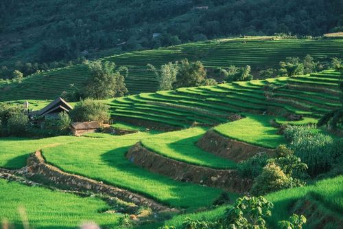 Đạt cho biết phần lớn du khách tìm đến Y Tý vào mùa lúa chín, trong khi mùa lúa xanh lại ít được biết đến hơn. Thời điểm này, những thửa ruộng bậc thang ở các khu vực như Choản Thèn, Ngải Thầu, A Lù đồng loạt phủ kín màu xanh.