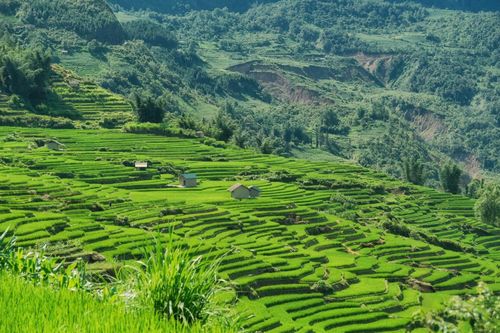 Từ tháng 7 đến tháng 8, Y Tý bước vào mùa lúa xanh. Đây là thời điểm cảnh quan thay đổi rõ nhất trong năm. "Những cơn mưa mùa hạ khiến sắc xanh ở đây như kéo dài bất tận", anh nói với Tri Thức - Znews.