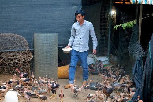 Anh Nguyễn Văn Tây chăm sóc đàn gà theo hướng an toàn sinh học, nâng cao năng suất và giảm rủi ro trong chăn nuôi