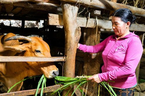 Mô hình chăn nuôi của gia đình chị Bùi Thị Vàng phát triển hiệu quả nhờ nguồn vốn vay giải quyết việc làm, góp phần nâng cao thu nhập, cải thiện đời sống