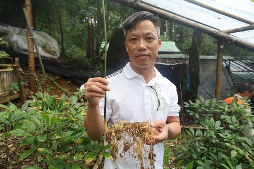 Cây sâm sinh trưởng tốt, củ phát triển hơn sau khi vườn sử dụng vật liệu thân thiện với môi trường.