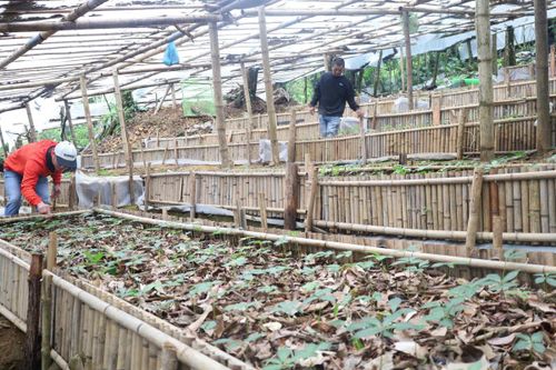Tre, nứa, tầm vông và bạt hữu cơ tự phân hủy được Công ty sâm Việt Linh đưa vào sử dụng từ năm 2025.