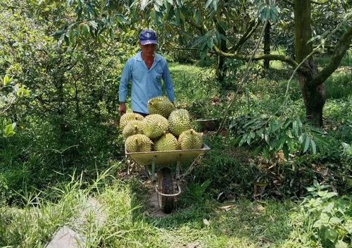 Sầu riêng trở thành mặt hàng xuất khẩu chủ lực của ngành rau quả Việt Nam (ảnh: HTX Tân Phú)