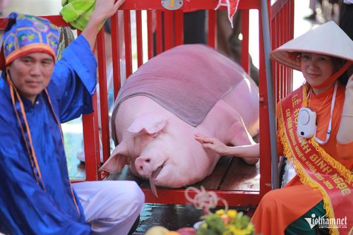 Ban tổ chức lễ hội sẽ chọn ra "ông voi" có cân nặng lớn nhất để trao giải