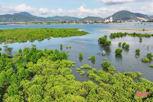 Chèo thuyền giữa rừng đước Thiên Cầm.