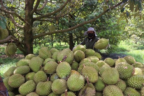 Thu hoạch sầu riêng tại  Thành phố Cần Thơ. Ảnh: Thu Hiền/TTXVN