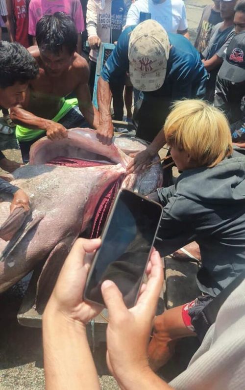 Người dân tỏ ra ngạc nhiên trước kích thước của con cá mú khổng lồ. Nguồn ảnh: Philnews