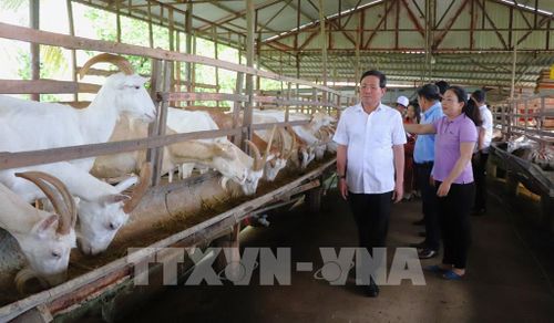 Ông Trần Văn Huyến, Phó Bí thư Thành ủy Cần Thơ, cùng đoàn khảo sát phát triển du lịch tại Trại sữa dê Ngọc Đào (xã Tân Hòa). Ảnh: Nguyễn Hằng - TTXVN