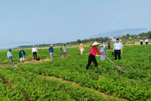 Hội Nông dân thành phố thăm mô hình trồng đậu phụng sử dụng phân bón có hoạt chất Eco-Nanomix. Ảnh: N.Quốc