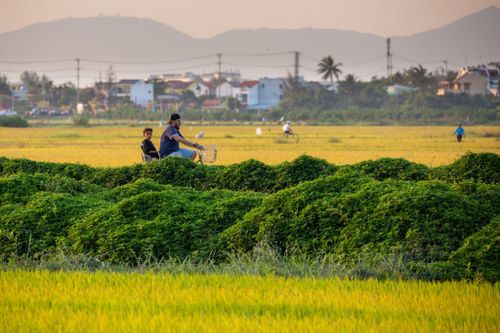Hai cha con du khách Ấn Độ trên đường làng Cẩm Châu. Ảnh: PHAN VŨ TRỌNG